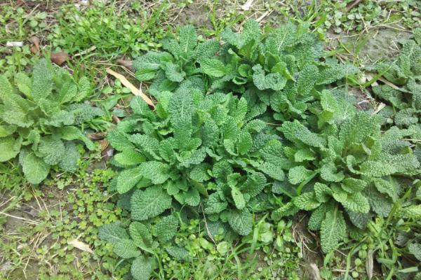 蟾蜍草的功效與作用及禁忌 蟾蜍草藥用價值