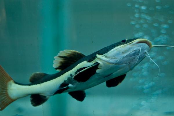 幾根胡子的鯰魚不能吃 鯰魚死多長時間不能吃