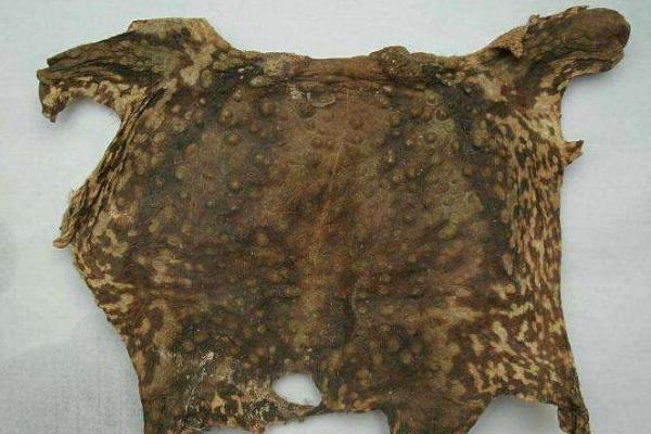 蟾蜍皮市場價格多少錢一斤 哪里可以買到蟾蜍皮