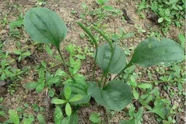 蛤蟆衣草有毒嗎 蛤蟆衣草泡水喝的功效與作用