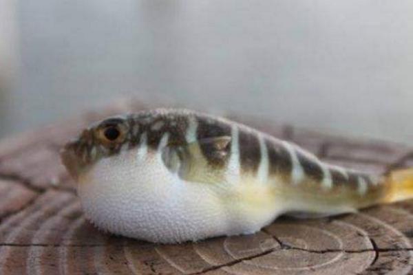 河豚功效與作用及禁忌 河豚營養價值