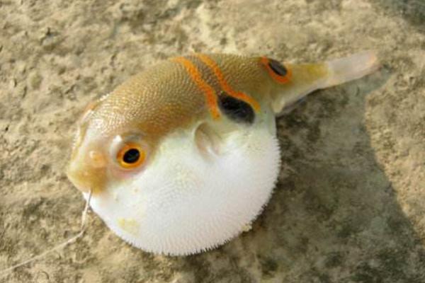 河豚養殖條件 河豚可以用淡水養么