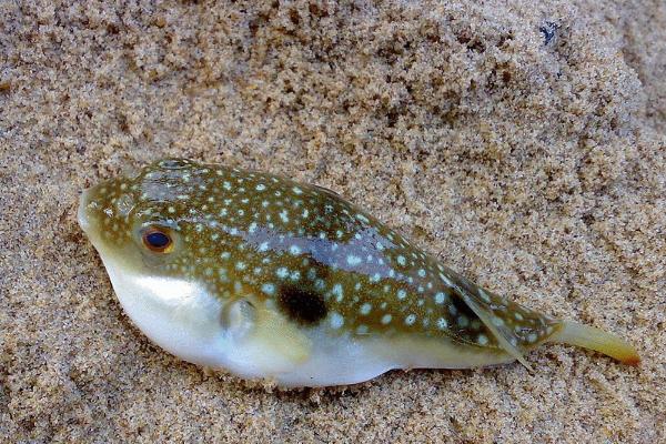 夢見河豚是什么意思 女人夢到河豚魚鼓起來有什么預兆