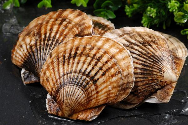 扇貝市場價格多少錢一斤 扇貝多少錢一個