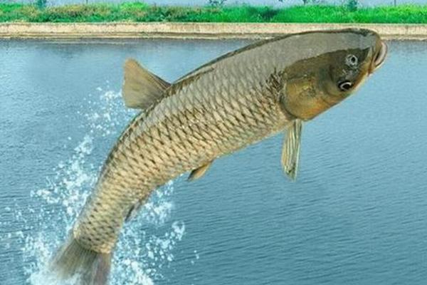 夏花草魚養殖技術 草魚水花魚苗養殖技術