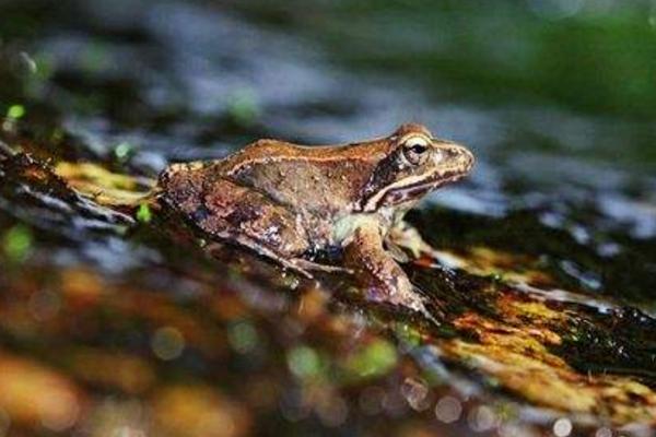 林蛙怎么做好吃又簡單 林蛙家常做法大全