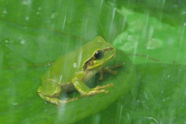 夢見青蛙是什么意思 女人夢到青蛙跳到自己身上有什么預兆