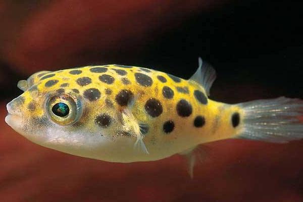 夢見河豚是什么意思 女人夢到河豚魚鼓起來有什么預兆