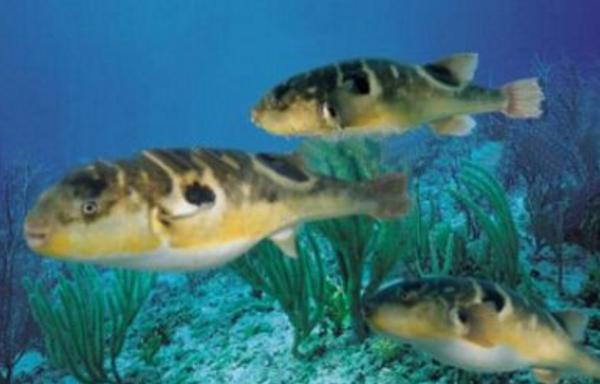 夢見河豚是什么意思 女人夢到河豚魚鼓起來有什么預兆