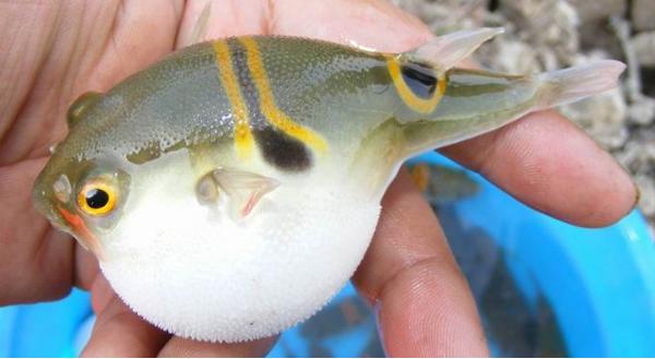 夢見河豚是什么意思 女人夢到河豚魚鼓起來有什么預兆