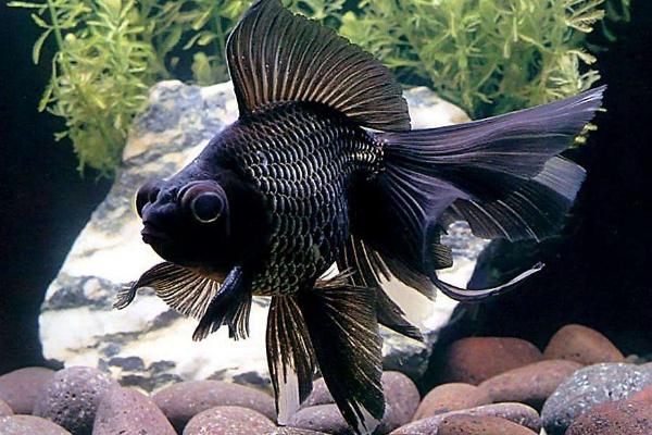 夢見河豚是什么意思 女人夢到河豚魚鼓起來有什么預兆