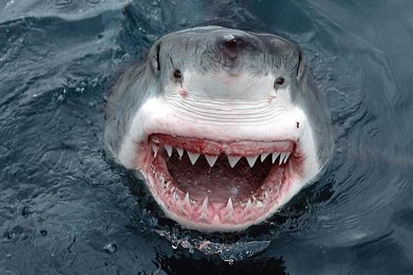 夢見河豚是什么意思 女人夢到河豚魚鼓起來有什么預兆