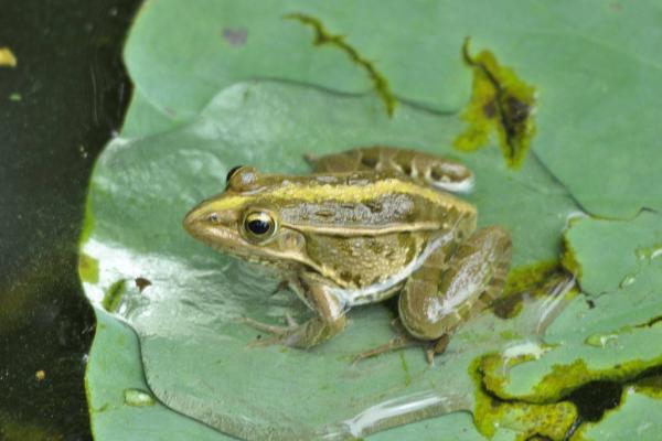 青蛙市場價格多少錢一斤 青蛙的種類有哪些