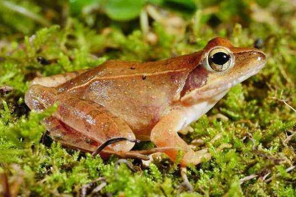 林蛙、青蛙、哈什螞、雪蛤的區別分別是什么 林蛙的生活習性