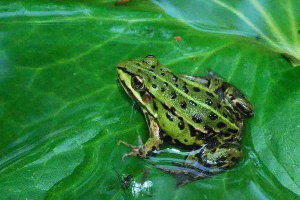 林蛙、青蛙、哈什螞、雪蛤的區別分別是什么 林蛙的生活習性