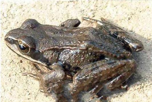 林蛙、青蛙、哈什螞、雪蛤的區別分別是什么 林蛙的生活習性