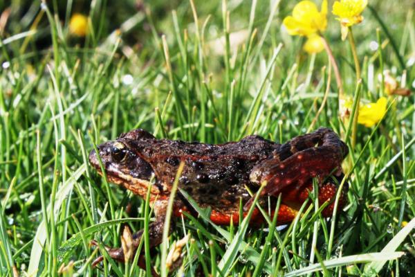 林蛙、青蛙、哈什螞、雪蛤的區別分別是什么 林蛙的生活習性