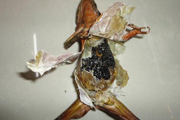 林蛙、青蛙、哈什螞、雪蛤的區別分別是什么 林蛙的生活習性