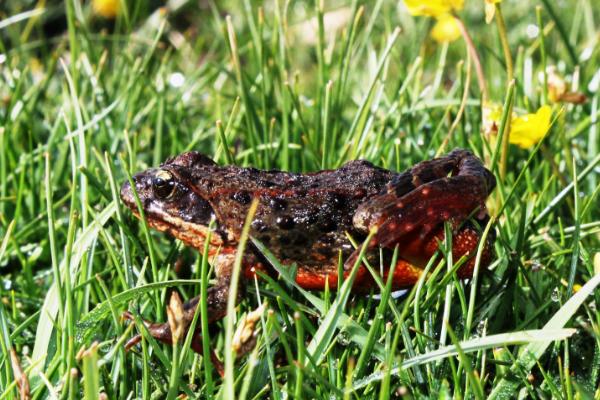 林蛙怎么養 林蛙養殖技術