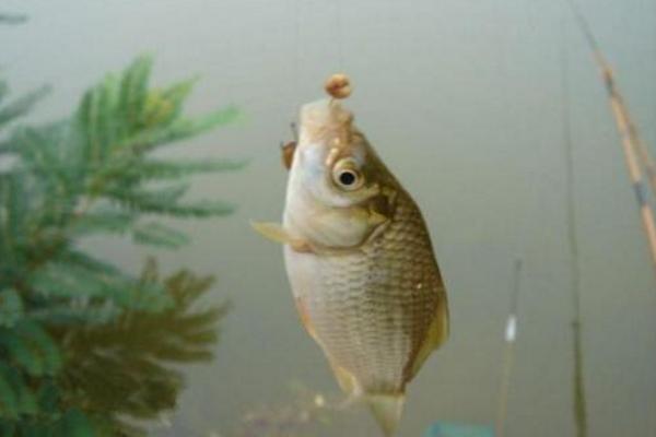 用什么釣鯽魚 釣鯽魚怎么打窩