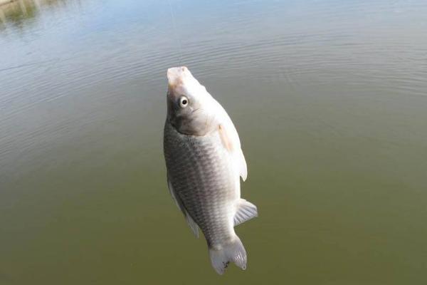 用什么釣鯽魚 釣鯽魚怎么打窩