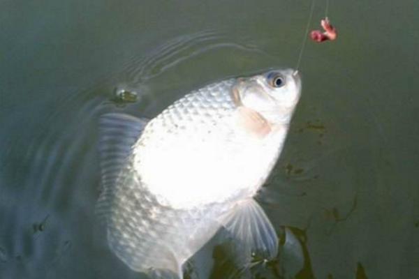 用什么釣鯽魚 釣鯽魚怎么打窩