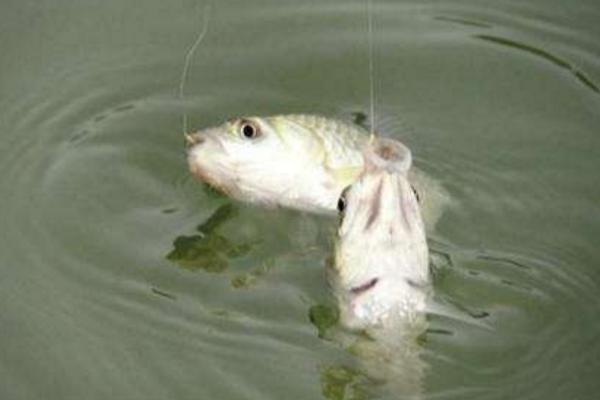 用什么釣鯽魚 釣鯽魚怎么打窩
