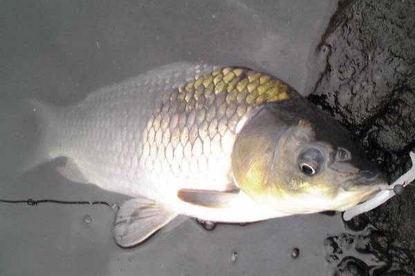 用什么釣鯽魚 釣鯽魚怎么打窩