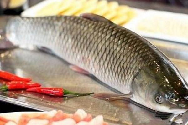 草魚頭怎么做好吃又簡單 草魚怎么燉好吃