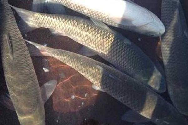 草魚是什么魚 草魚一年能長多少斤