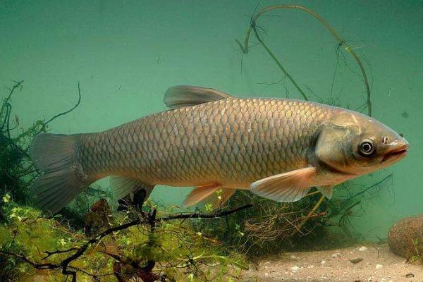草魚是什么魚 草魚一年能長多少斤