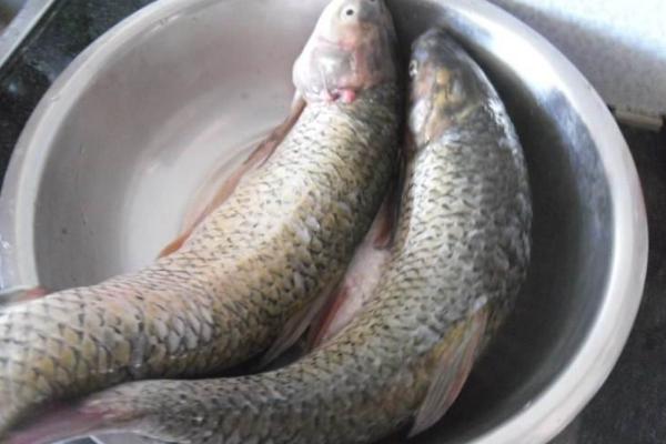 草魚是什么魚 草魚一年能長多少斤