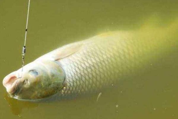 釣草魚用什么餌最好 野釣草魚釣底還是釣浮