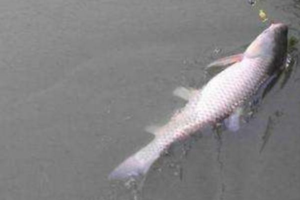 釣草魚用什么餌最好 野釣草魚釣底還是釣浮