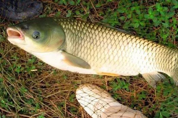 釣草魚用什么餌最好 野釣草魚釣底還是釣浮
