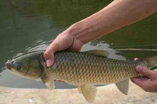 釣草魚用什么餌最好 野釣草魚釣底還是釣浮