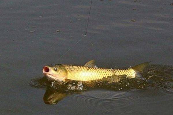 釣草魚用什么餌最好 野釣草魚釣底還是釣浮