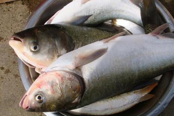 白鰱怎么釣 釣白鰱魚餌料配方