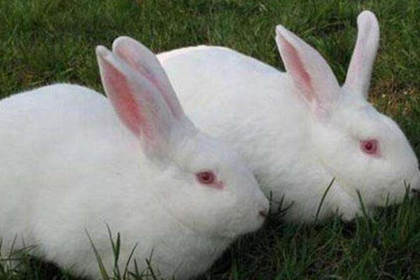 獺兔和肉兔的區別是什么 獺兔養殖前景怎樣