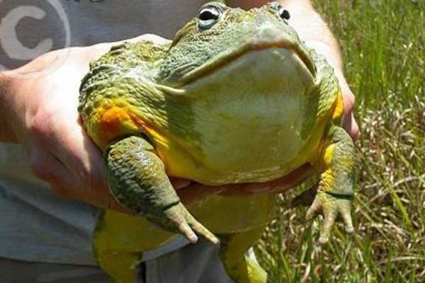 非洲牛蛙可以吃嗎 非洲牛蛙有毒嗎