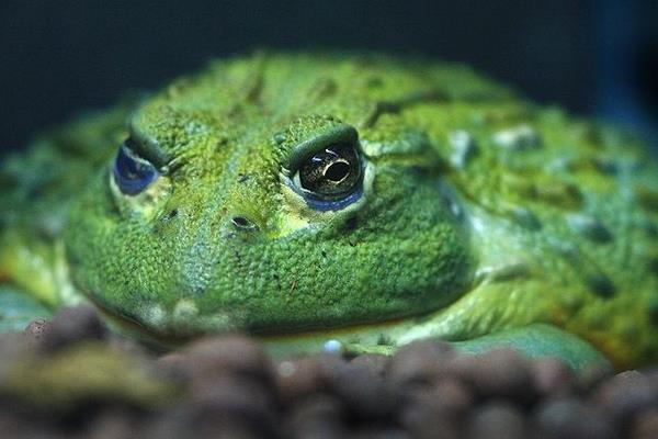 非洲牛蛙可以吃嗎 非洲牛蛙有毒嗎