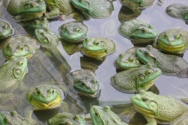 非洲牛蛙可以吃嗎 非洲牛蛙有毒嗎