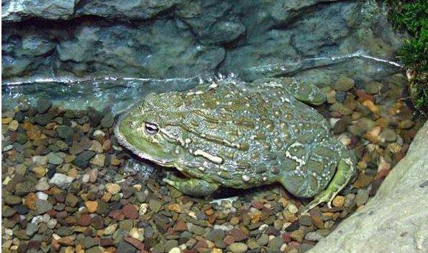 非洲牛蛙可以吃嗎 非洲牛蛙有毒嗎