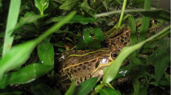 青蛙飼料配方 青蛙顆粒飼料制作方法
