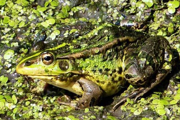 青蛙養(yǎng)殖成本及市場前景 青蛙養(yǎng)殖的真實利潤