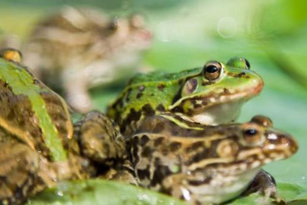 青蛙養殖成本及市場前景 青蛙養殖的真實利潤