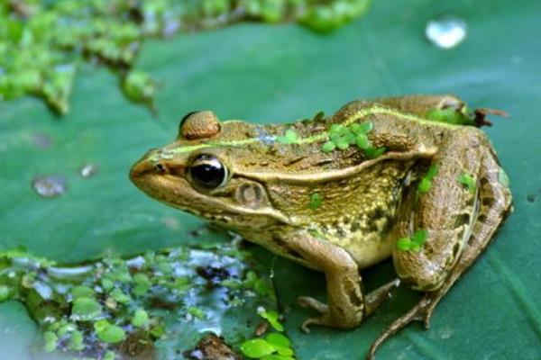 青蛙養殖成本及市場前景 青蛙養殖的真實利潤
