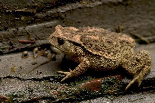 青蛙養殖成本及市場前景 青蛙養殖的真實利潤