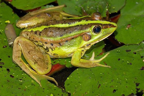 青蛙養殖成本及市場前景 青蛙養殖的真實利潤