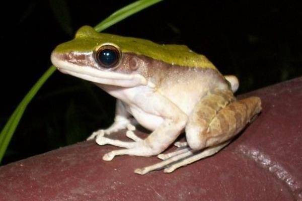 青蛙養殖成本及市場前景 青蛙養殖的真實利潤